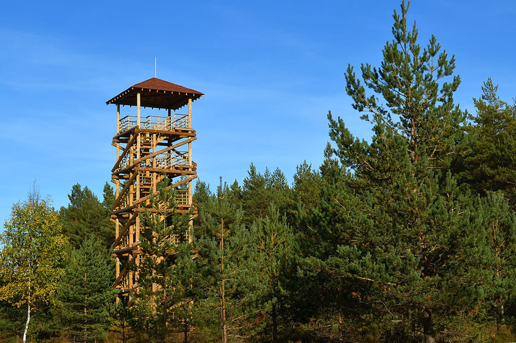 Hölzerner Aussichtsturm zwischen Kiefern am Kap Kolka