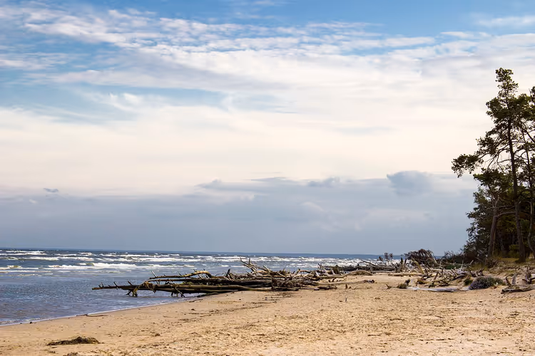 Sandstrand mit Treibholz, Kiefern und dem Meer