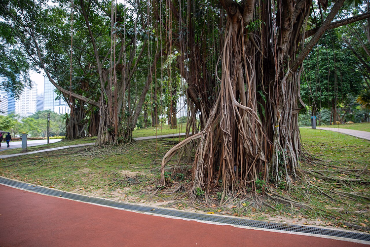Kuala Lumpur'daki KLCC Parkı'nda banyan ağaçları