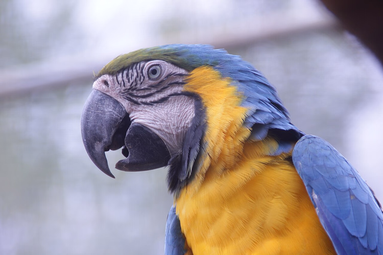 Gelb-blauer Ara in einer Zoovoliere