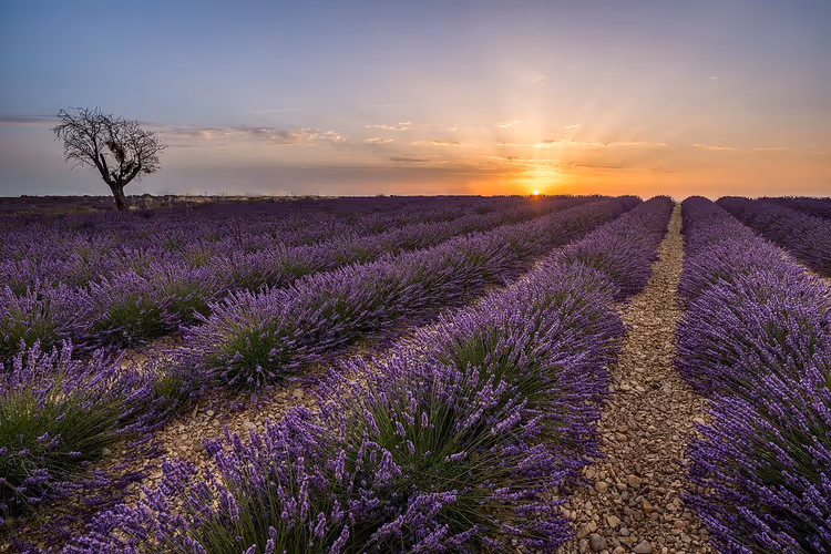 Lavendelfeld in der Provence bei Sonnenuntergang