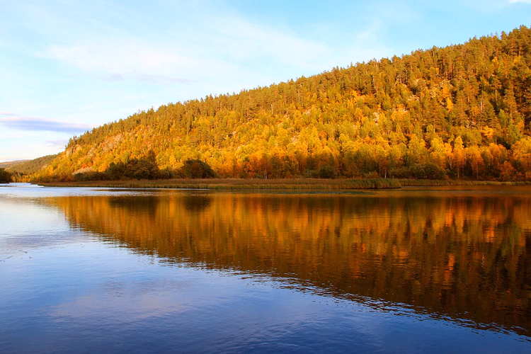 Lemmenjoki Nehri'nin üzerindeki sonbahar ormanı