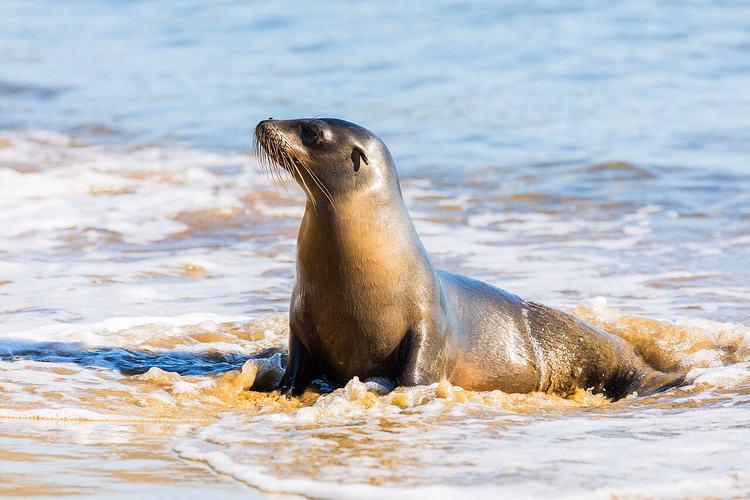 Bir plajda dalgaların arasında Galapagos deniz aslanı