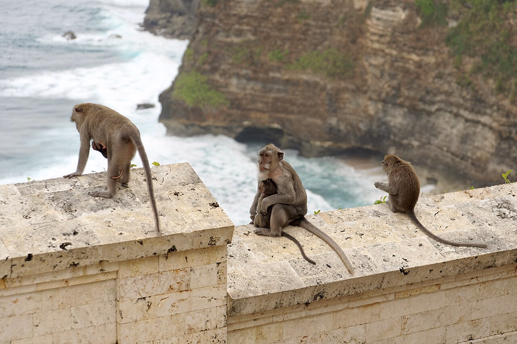 Uluwatu kayalıkları ve okyanusun üzerindeki duvarda makaklar