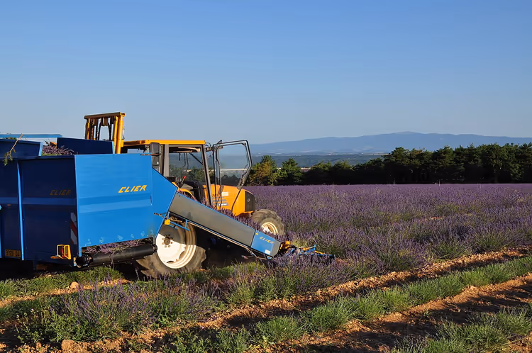 Lavendelernte mit einem Mähdrescher in der Provence