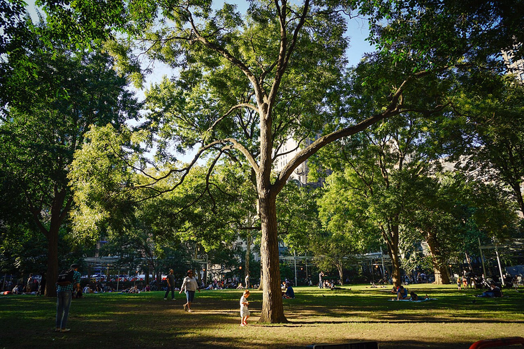 Madison Square Park'ta yeşil çim ve ağaçlar