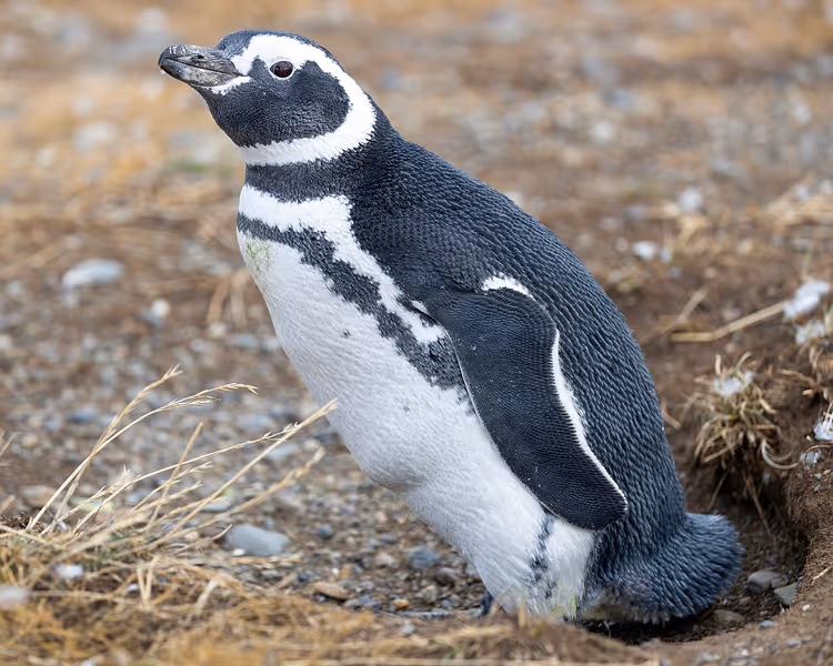 Magellanpingvin på en steinete strand med tørt gress