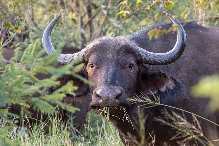 Afrikansk bøffel i gresset på et naturreservat
