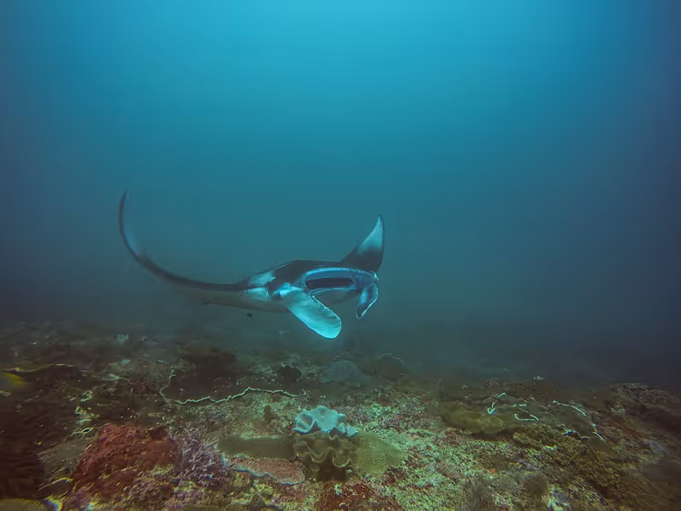 Manta Point bei Nusa Penida mit Mantarochen