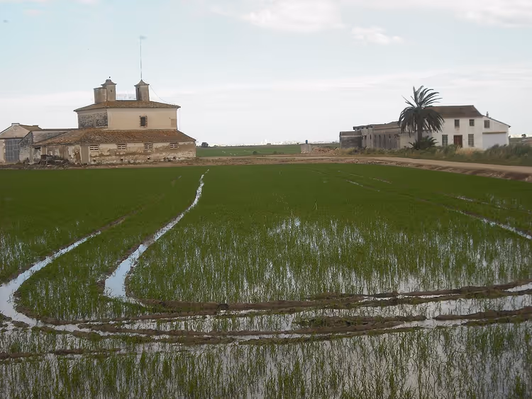 Arrozal com água e casas na Albufera