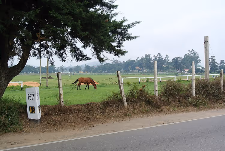 Straßenmarkierung 67 und ein grasendes Pferd