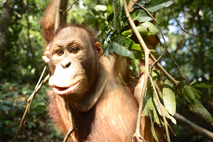 Giovane orangotango tra i rami della foresta tropicale