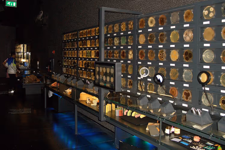 Vegg med petriskåler på Micropia-museet