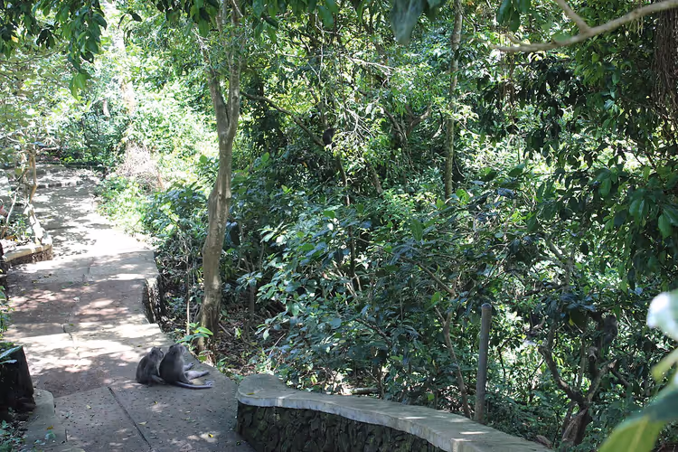 Skogssti med steinmur i Ubud