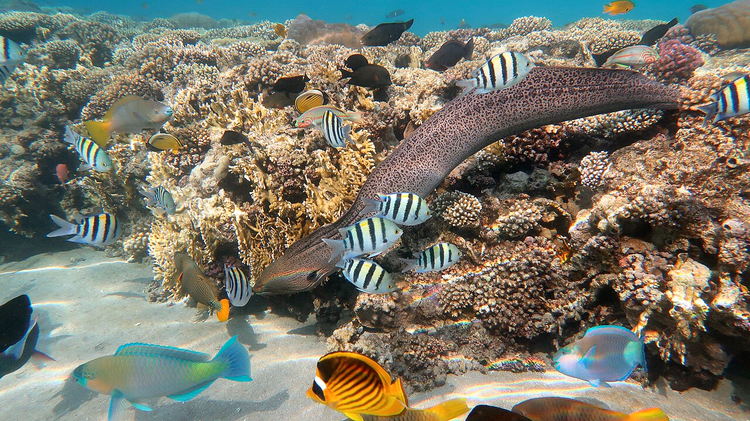 Moray eel and fish on a Red Sea coral reef