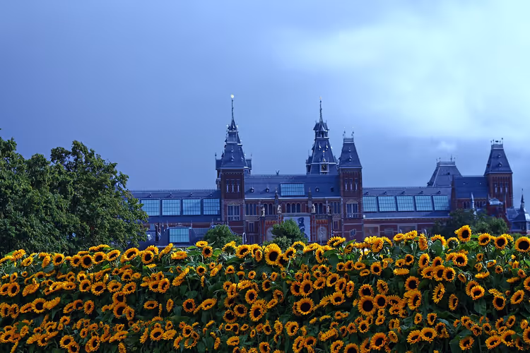 Rijksmuseum achter een veld zonnebloemen op het Museumplein