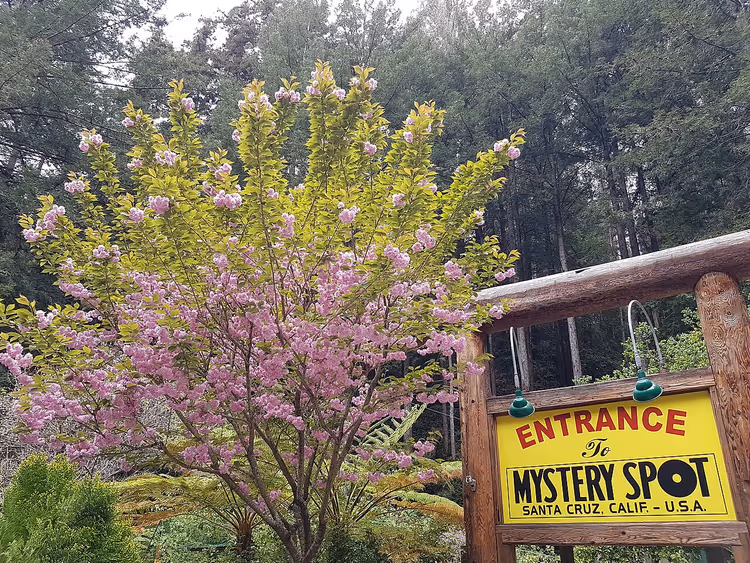 Ağaçlar arasındaki Mystery Spot giriş tabelası