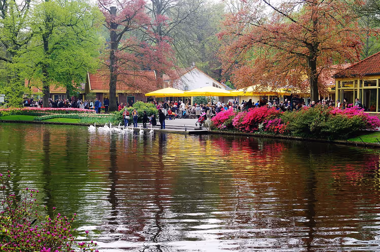 Teich mit Schwänen und blühenden Azaleen im Keukenhof