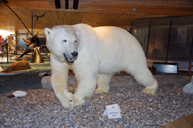 Isbjørn utstoppet i utstillingen på Svalbard museum