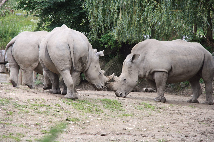 Hvite neshorn i en innhegning i Salzburg Zoo