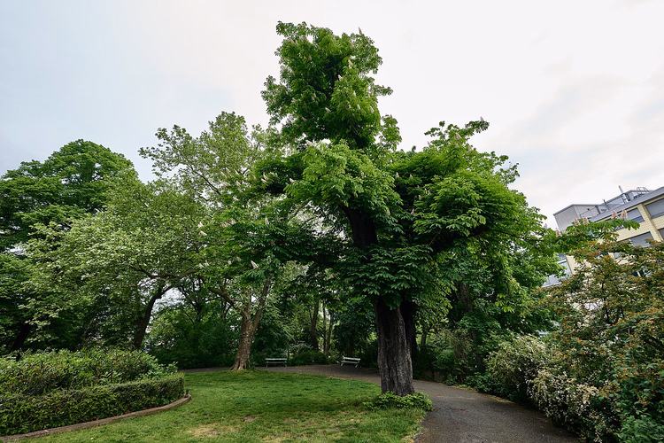 Viktoriapark'ta yaşlı kestane ağacı ve patika