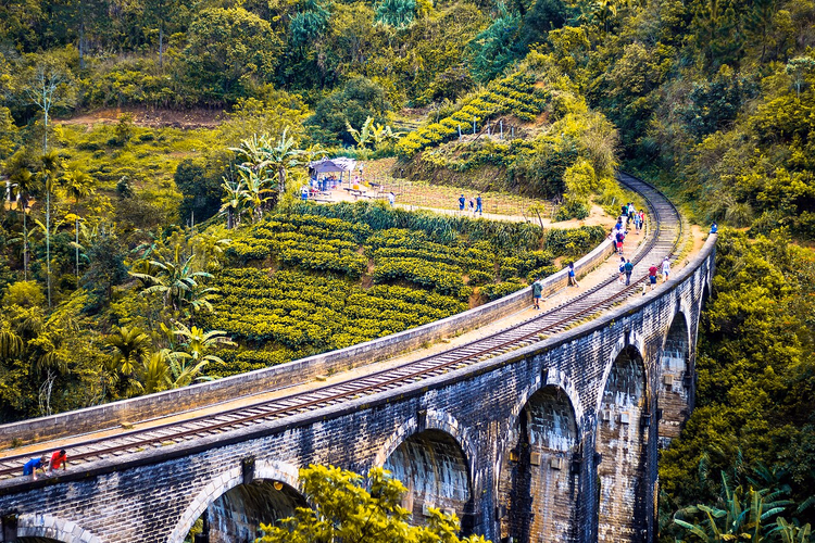 Nine Arch Bridge in Ella inmitten von Teeplantagen
