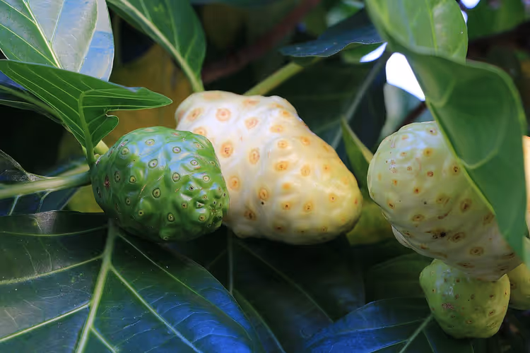 Nonivrucht aan een tak tussen groene bladeren