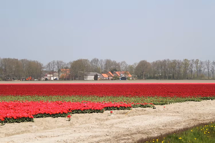 Røde tulipanåkrer i Noordoostpolder med en gård i det fjerne