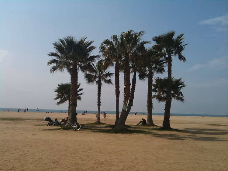 Strand med palmer og folk i Komaruga