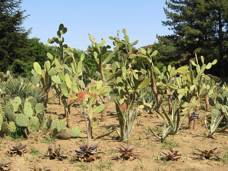 Vijgencactussen en agaves in de Botanische Tuin van Varna