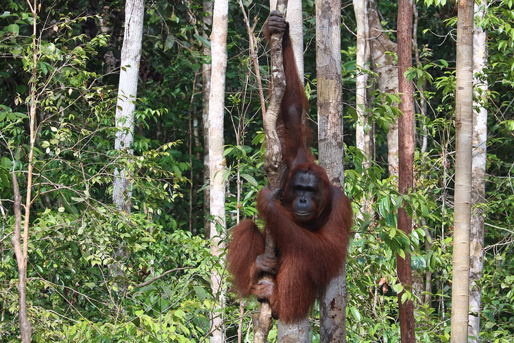 Orang-Utan in einem Baum im tropischen Regenwald von Kalimantan