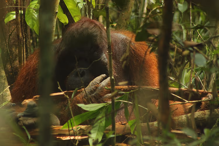 Orang-oetan in het gebladerte van het regenwoud van Borneo