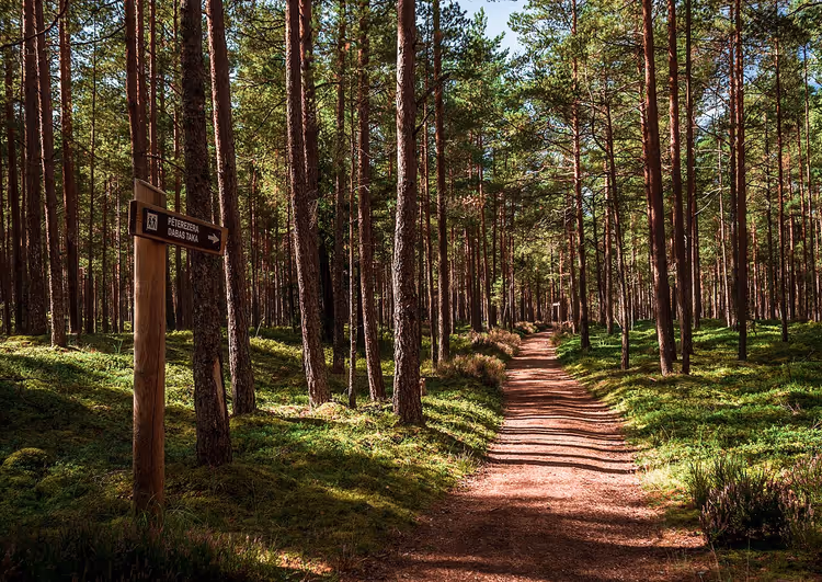 Waldweg durch Kiefern mit einem Wegweiser