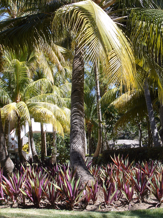 Palmbomen en tropische tuin op het resortterrein