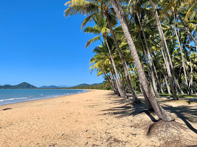 Palmer på Palm Cove-stranden ved havet