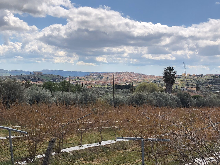 Panorama over Barrafranca blant olivenlunder