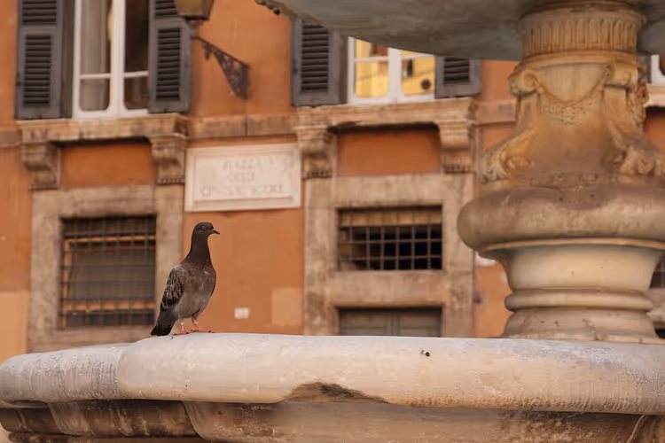 Pombo numa fonte perto da Piazza delle Cinque Scole