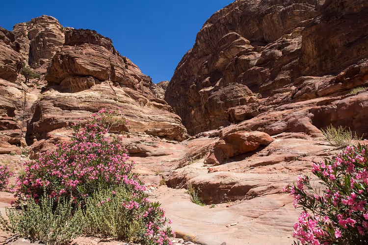مسار عبر منحدرات البتراء الرملية مع الدفلى