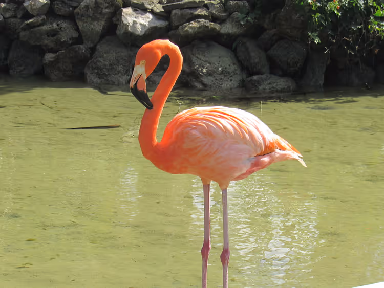 Rosa flamingo i en dam nær steiner
