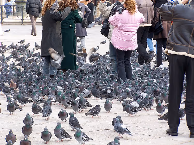 Taubenschwarm und Touristen auf dem Markusplatz