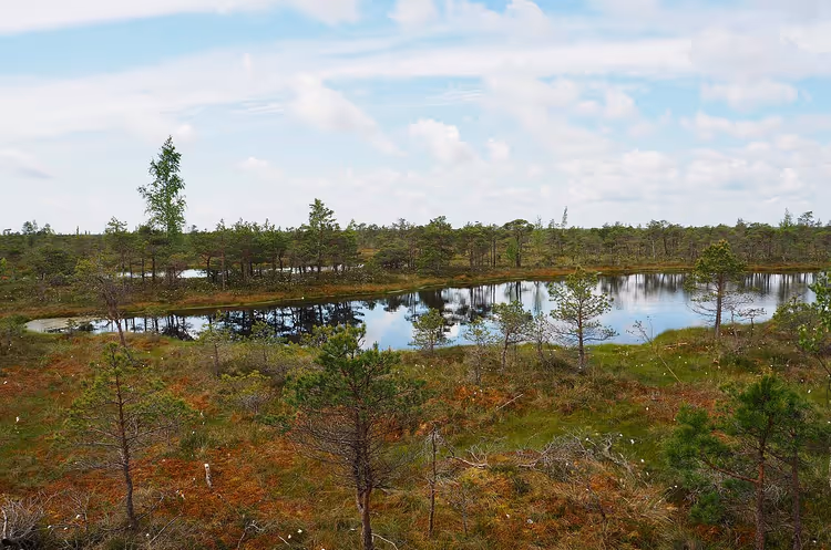 Kiefern und spiegelglatte Wasserflächen im Großen Ķemeri-Moor