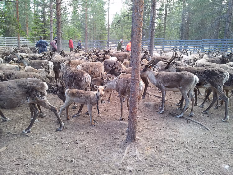 Rentierherde in einem Waldgehege in Lappland