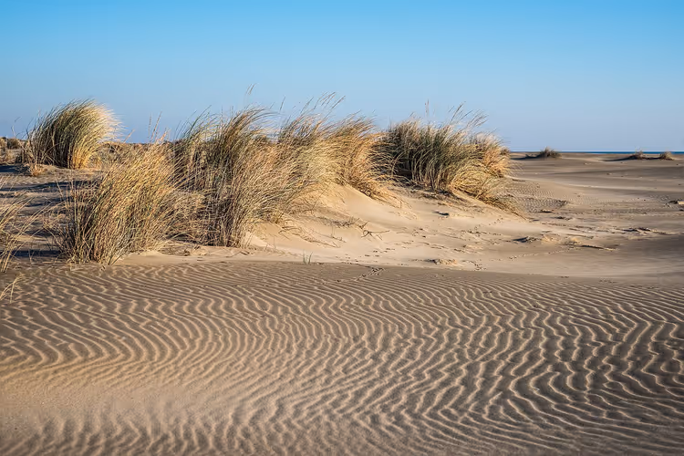 Sanddyner og gress på Espiguette-stranden