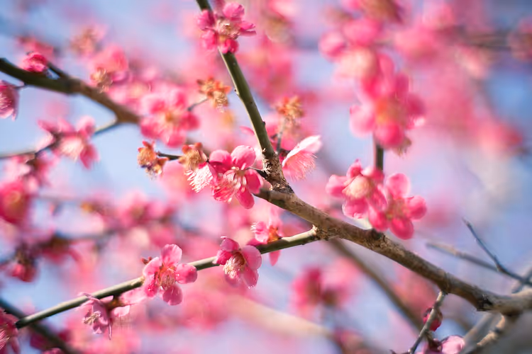 Japanische Pflaumenblüten im Winter