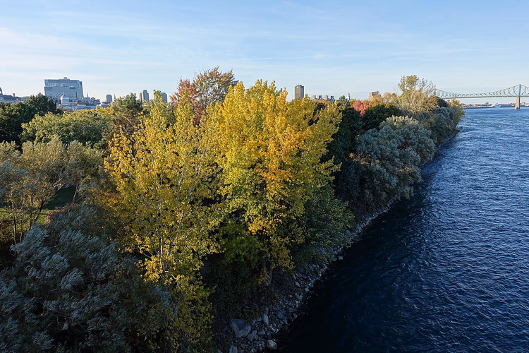 Høsttrær ved bredden av St. Lawrence-elven