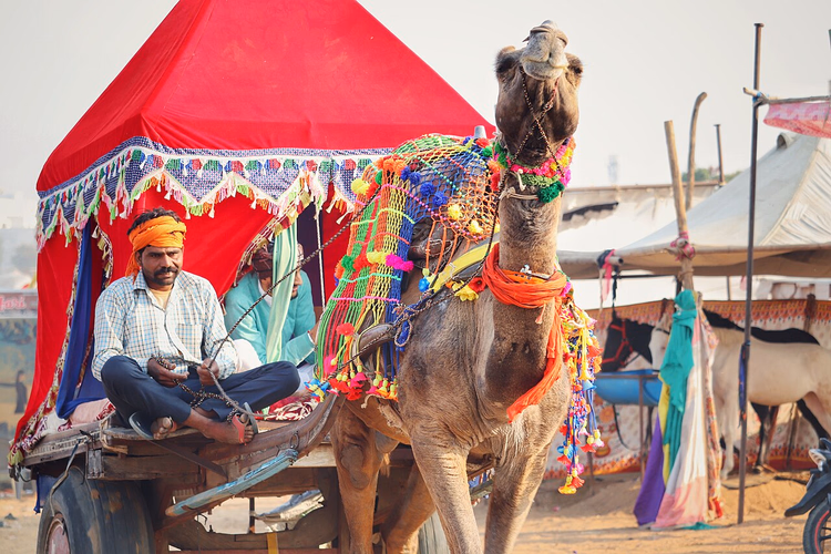 Geschmücktes Kamel mit Karren auf der Pushkar-Messe
