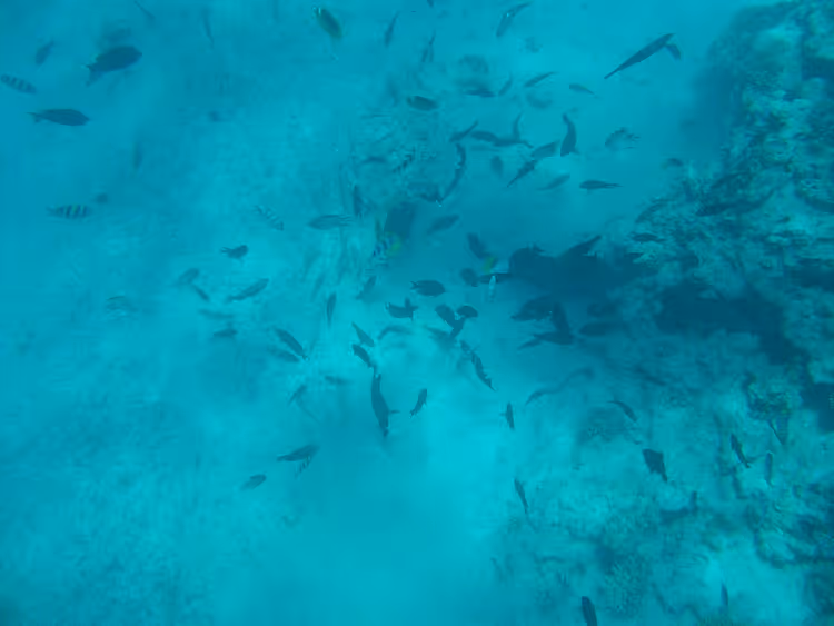 Fischschwarm über einem Korallenriff im Roten Meer