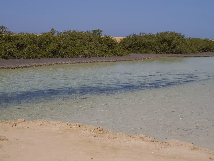 Mangrover ved en lagune i Ras Mohammed