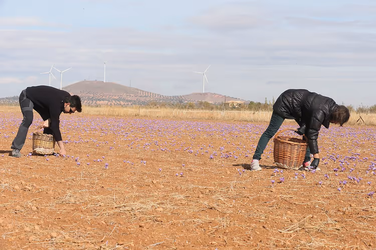 La Mancha tarlasında safran çiğdemlerinin hasadı