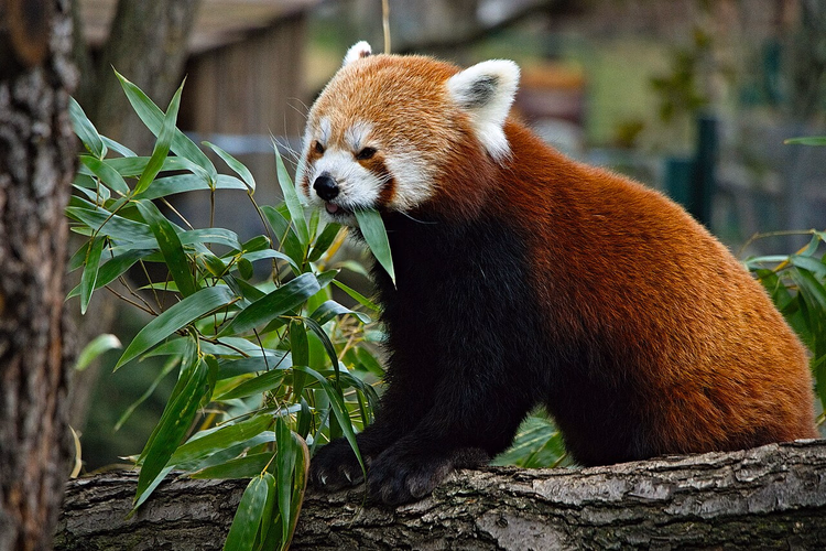Rød panda som spiser bambus i Bratislava dyrepark